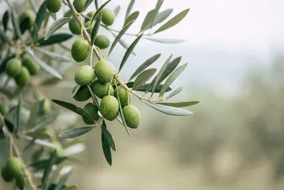 فوائد ورق الزيتون الصحية ومحاذير استخدامه